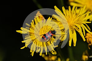 Black and red bee hive beetle on a yellow flower, also called Trichodes alvearius or Zottige Bienenkaefer photo