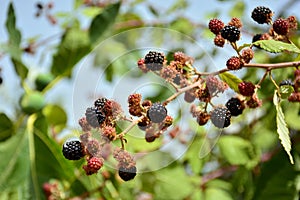 Black and red berries of the blackberry photo