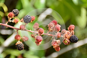 Black and red berries of the blackberry photo