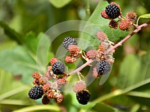 Black and red berries of the blackberry photo