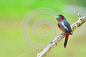 Black and red bird