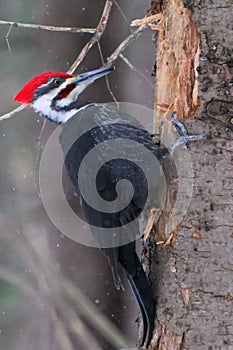Black and red bird perched on snowy tree branch