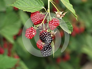 Black and red blackberry fruit