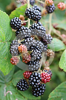 Black and red blackberry fruits in close up