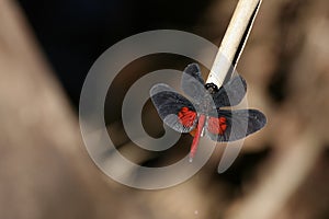 Black and Red Brazilian Dragonfly Diastatops Intensa