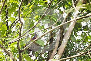 Black - and - red Broadbill