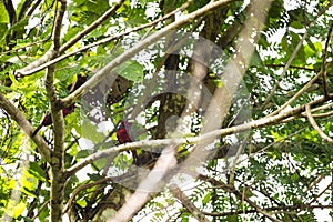 Black - and - red Broadbill