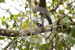 Black - and - red Broadbill