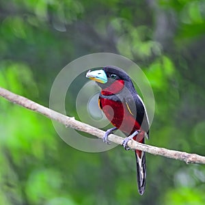 Black-and-Red Broadbill