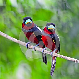 Black-and-Red Broadbill