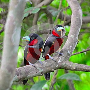 Black-and-Red Broadbill