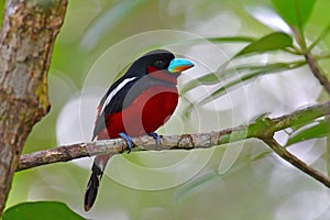 Black and red Broadbill bird