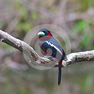 Black-and-red Broadbill Bird
