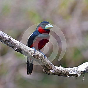 Black-and-red Broadbill Bird