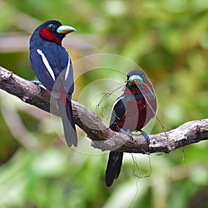 Black-and-red Broadbill Bird