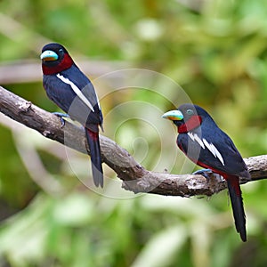 Black-and-red Broadbill Bird