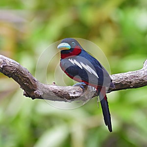 Black-and-red Broadbill Bird