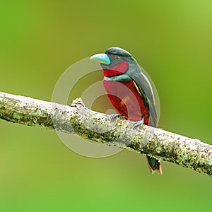 Black-and-Red broadbill bird