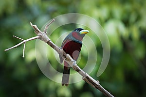 Black-and-red Broadbill bird on a branch in Sukau, Sabah, Borneo, Malaysia photo