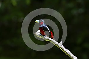 Black and Red broadbill on branch