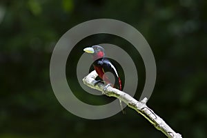 Black and Red broadbill on branch