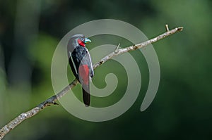 Black-and-Red broadbill on a branch
