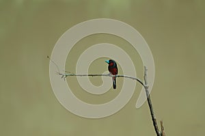 Black-and-Red broadbill on a branch