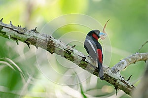 Black-and-Red broadbill on a branch