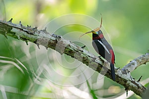 Black-and-Red broadbill on a branch