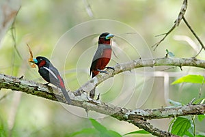 Black-and-Red broadbill on a branch