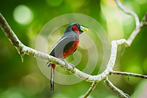 Black-and-red Broadbill