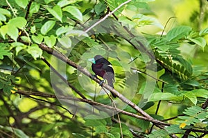 Black-and-red Broadbill on the branches