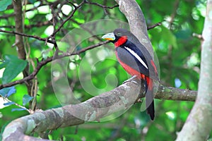 Black-and-red Broadbill On the branches