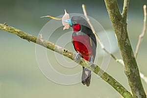 Black-and-Red Broadbill photo
