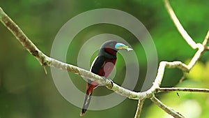 Black-and-red Broadbill(Cybirhynchus macrohynchus) with leaf