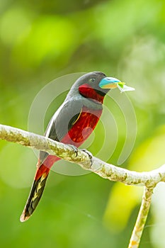Black-and-red Broadbill