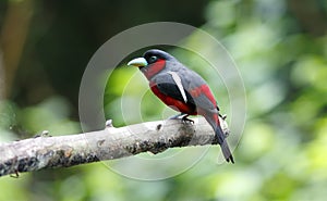 Black and red Broadbill Cymbirhynchus macrorhynchos photo