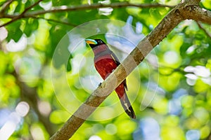 Black-and-red Broadbill on the tree