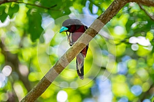 Black-and-red Broadbill on the tree