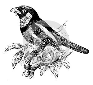 Black and Red Broadbill, vintage illustration