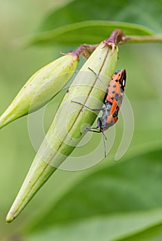 Black-and-Red-bug - Lygaeus equestris