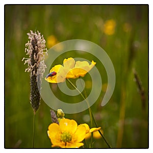 Black and red bug on a yellow flower plant in a field