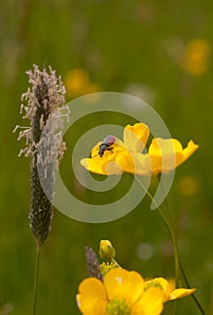 Black and red bug on a yellow flower plant in a field