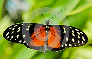 Black and red butterfly