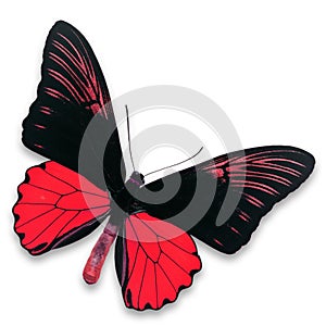 Black and red butterfly