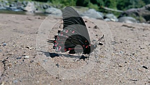 Black and red butterfly