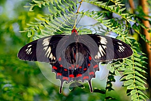 Butterfly Crimson rose or Pachliopta hector on green leaves