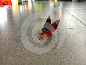 black red butterfly on the floor