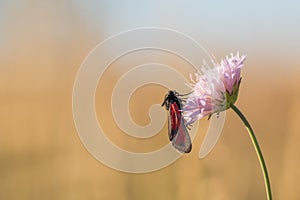 Black and Red Butterfly on a Flower