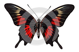 black-red butterfly Papilio Rumanzovia, generated by AI